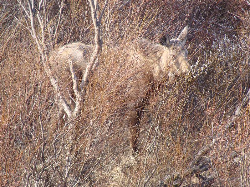 Alaska 2008 039.jpg